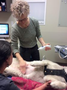 jen-doing-ultrasound-on-husky